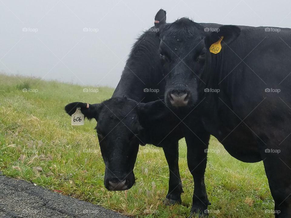 Black Cows in the Mist
