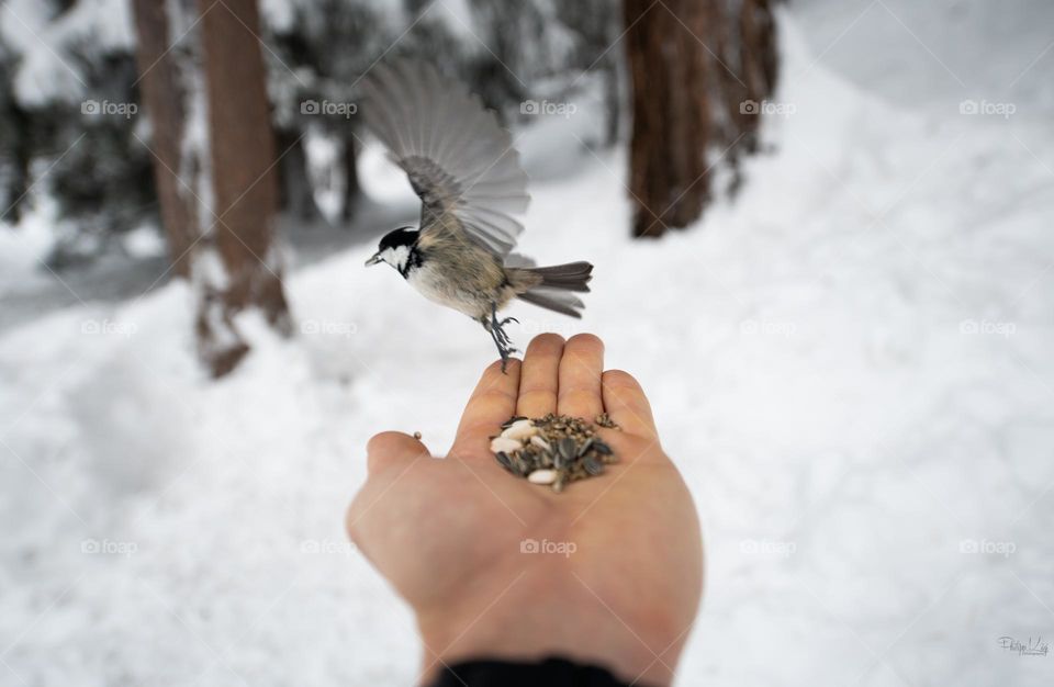 Bird flying away with food in his mouth