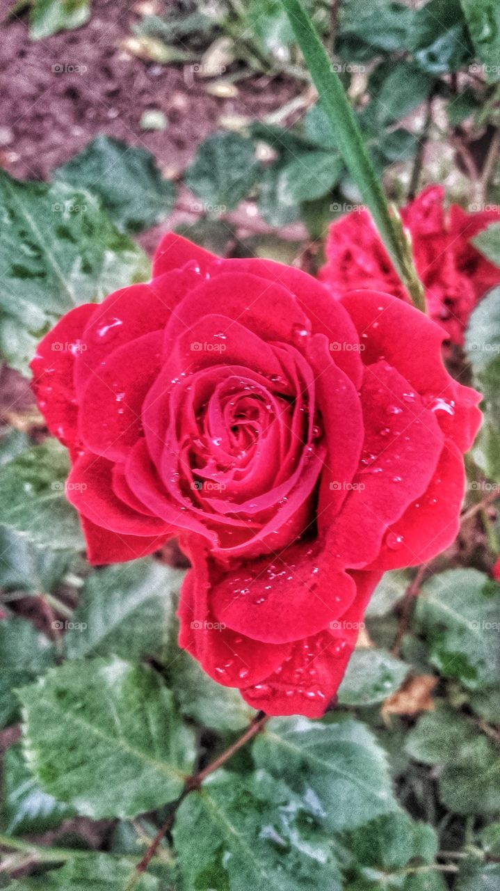 Red rose