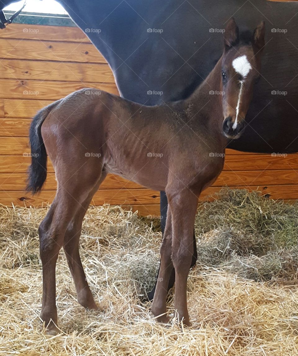 baby filly