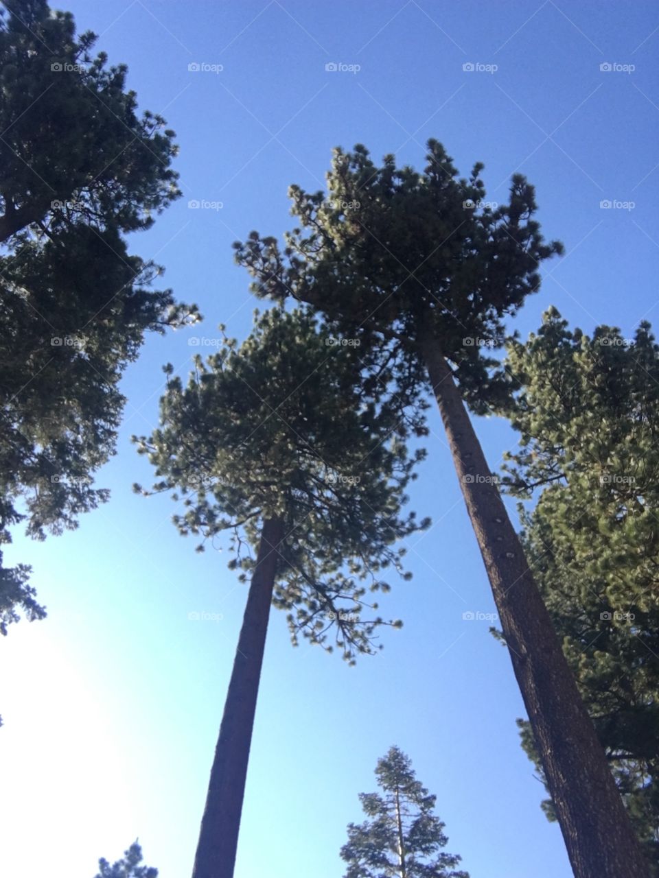 Trees in Lake Tahoe