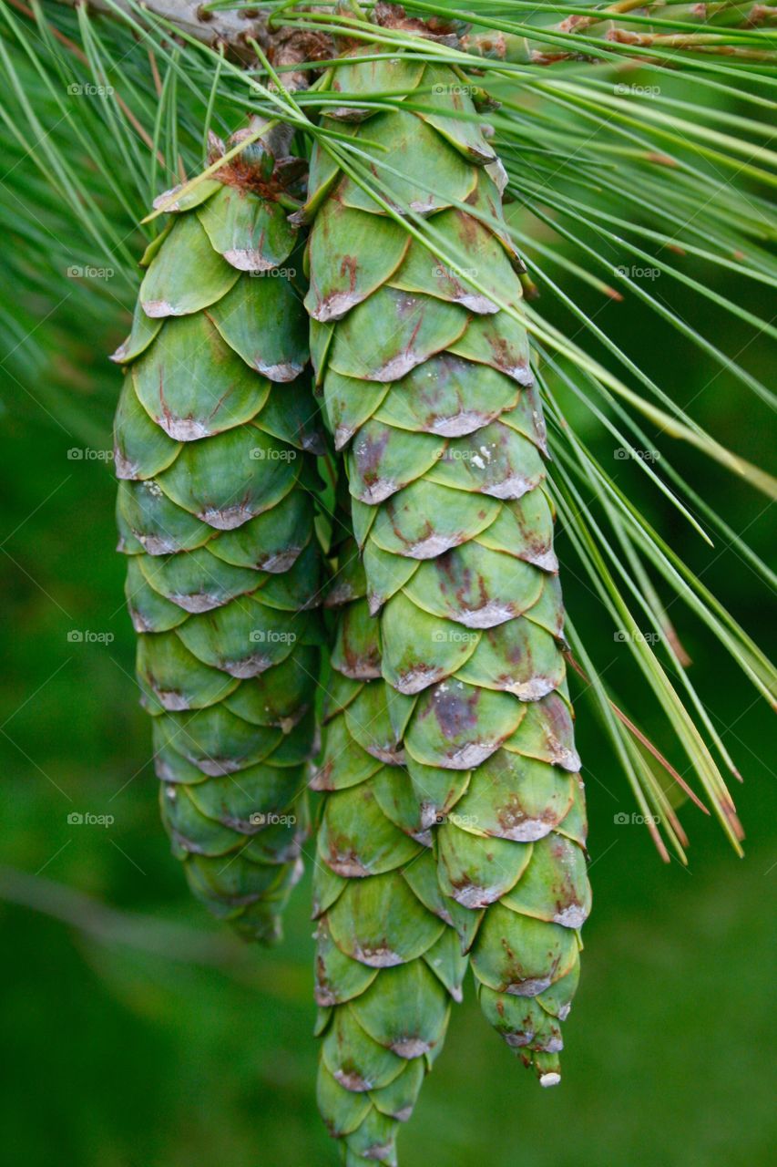 Pinecones. Pine cones in the summertime. 