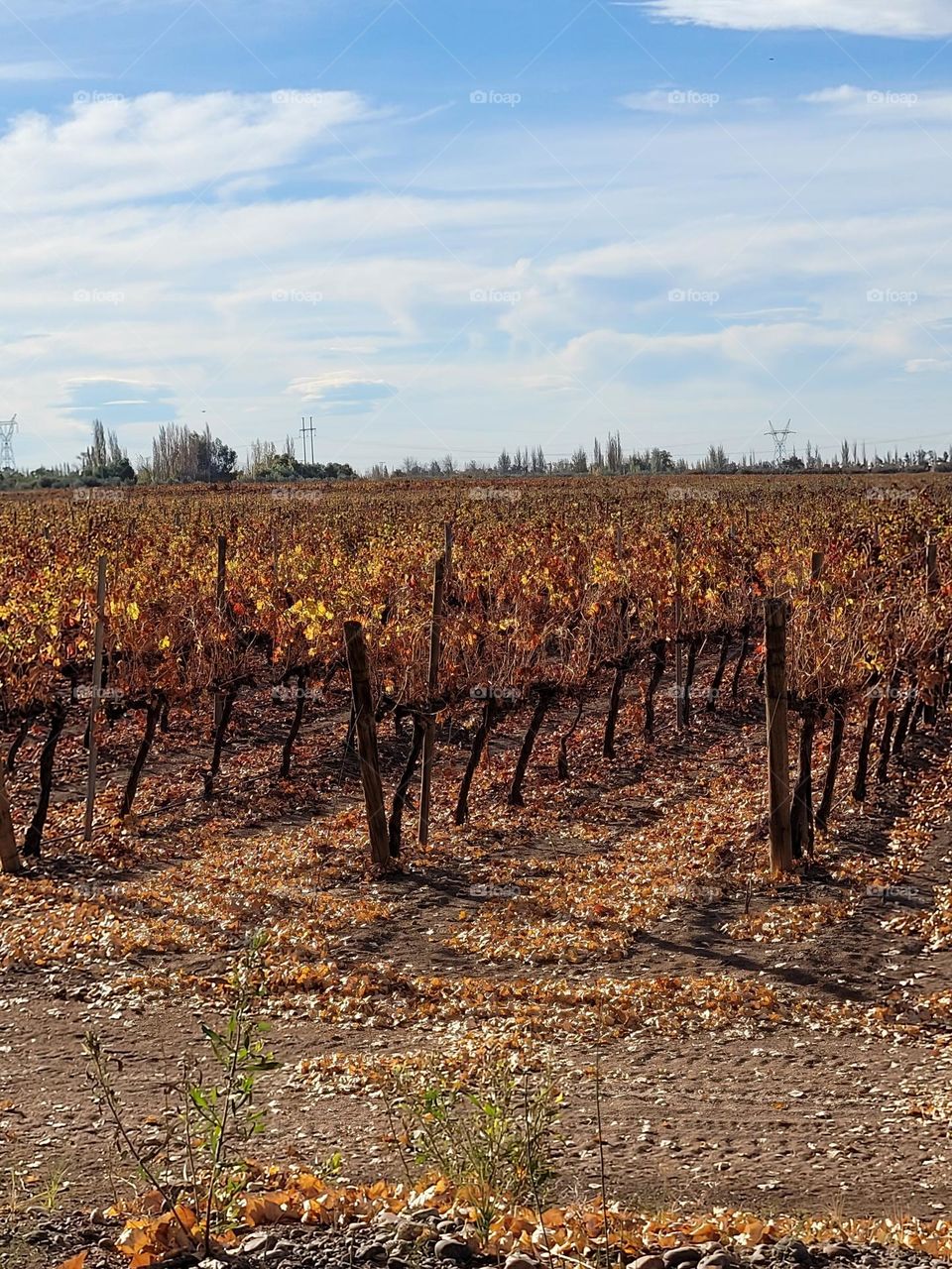 color de otoño