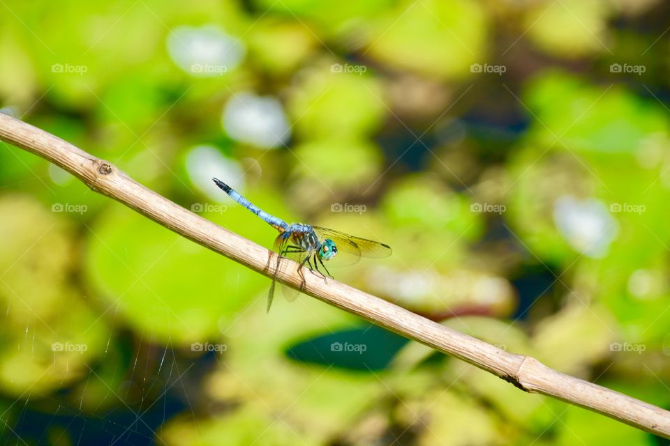 Dragonfly setting on a tree limb near a pond in the woods