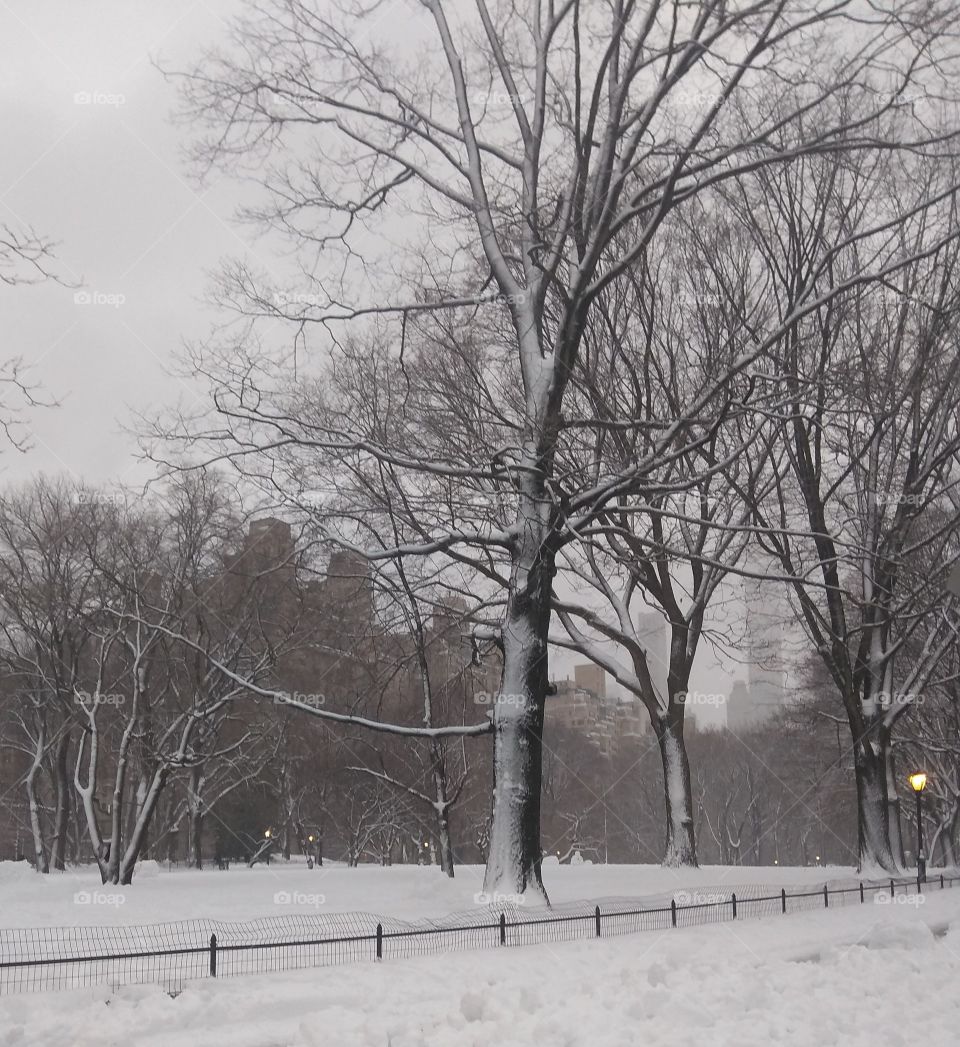Winter Scene in NYC Central Park