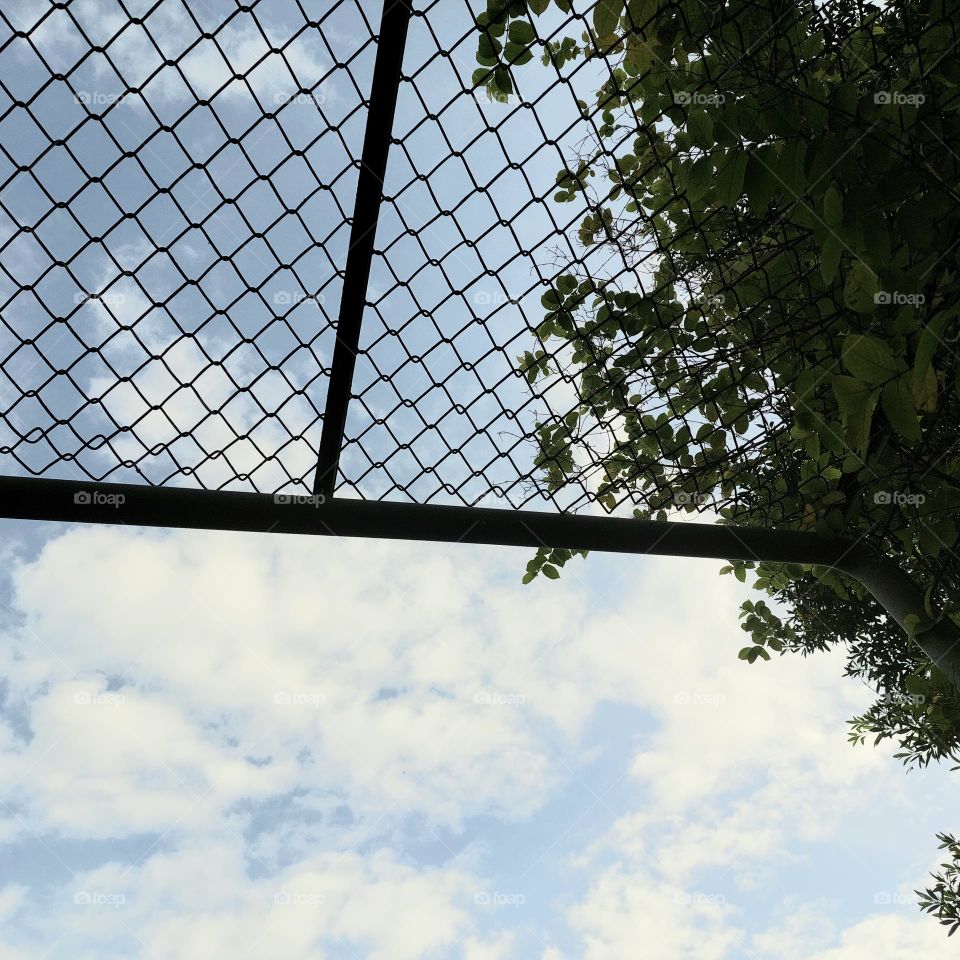 sky view and wire vines