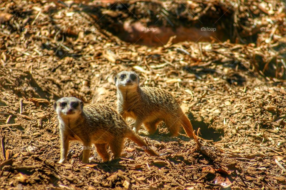 Two inquisitive meerkats