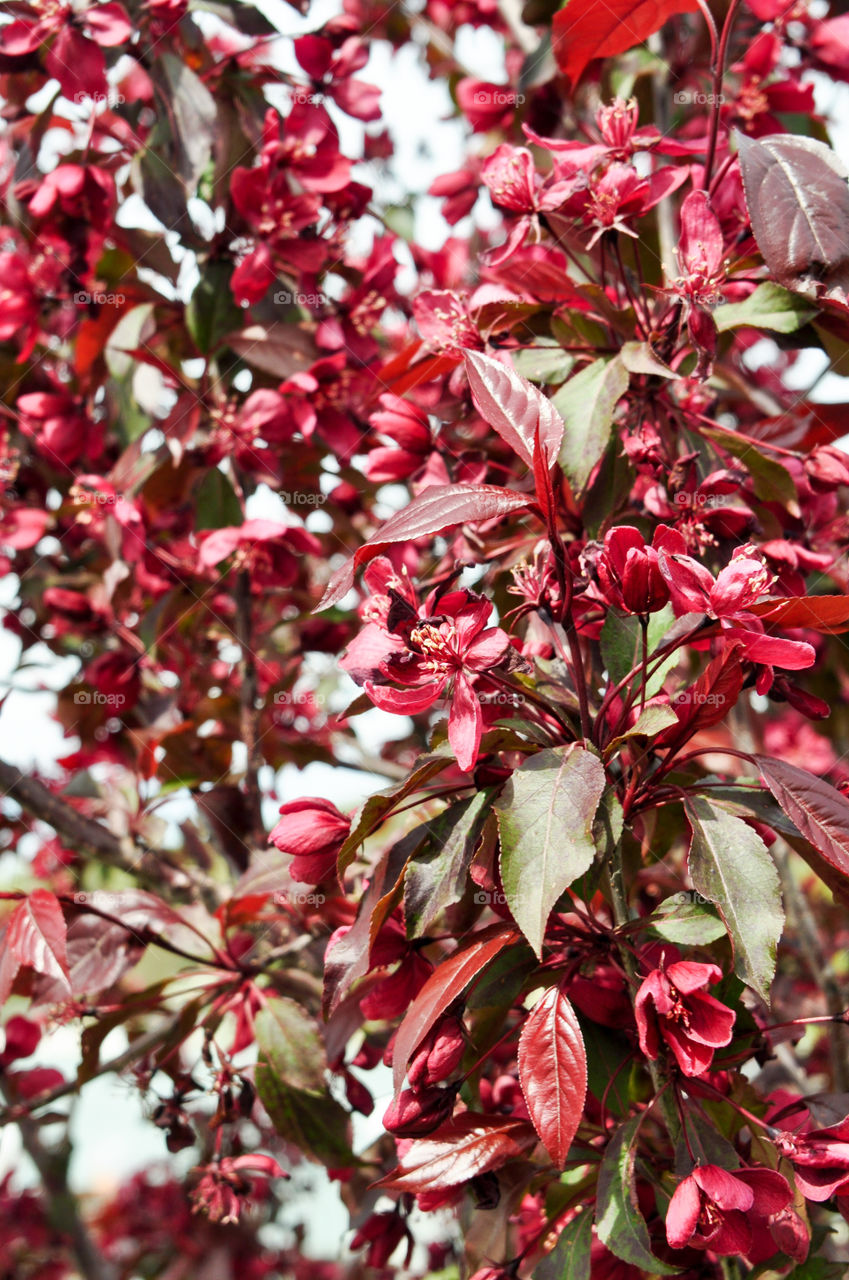 Red flowers and leaves on the tree