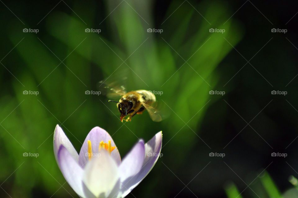 Bee in flight