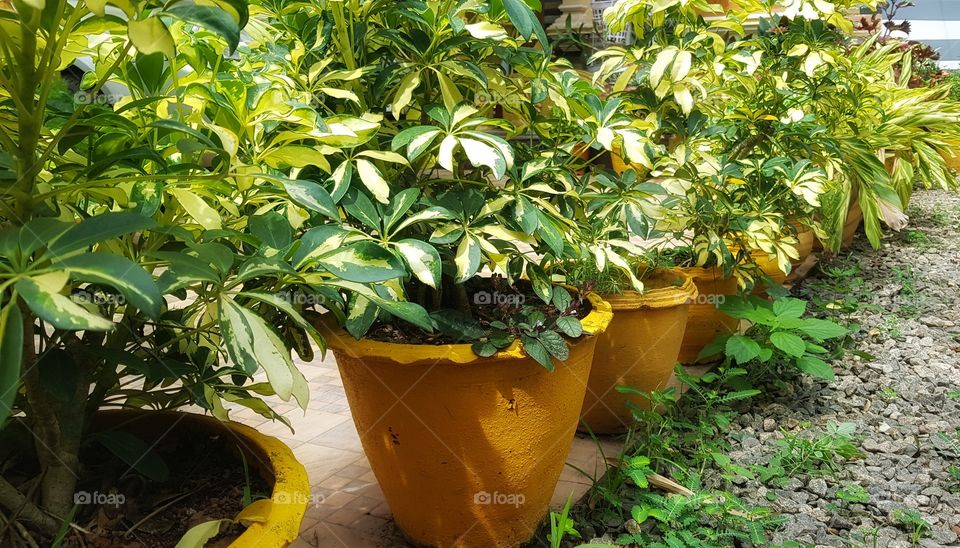 Evergreen outdoors House  plants...