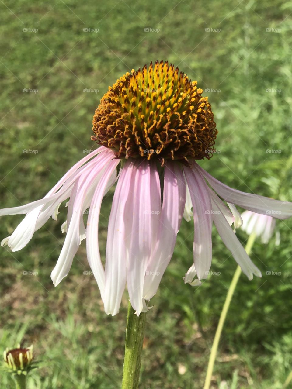 Purple Coneflower