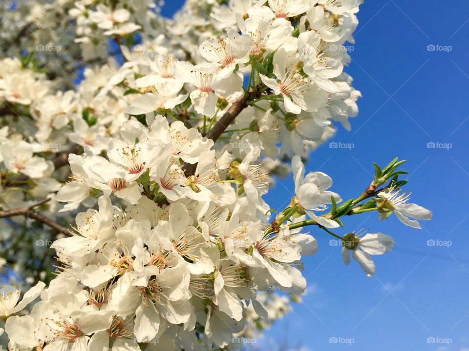 White  flowers blooming in the tree in spring