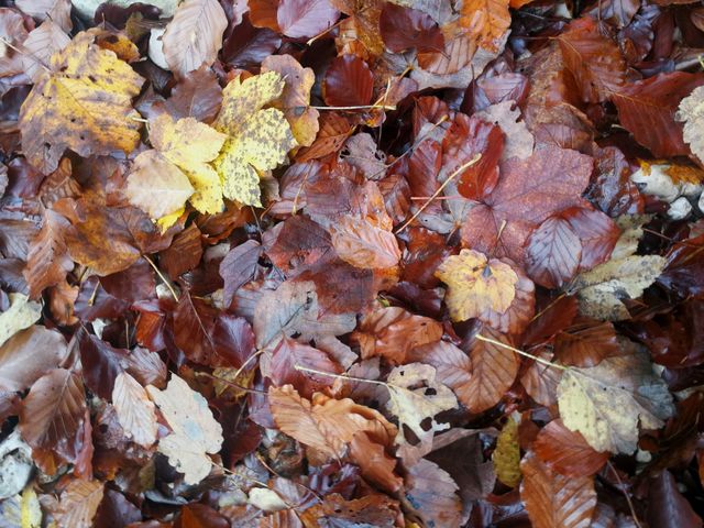 Leaf