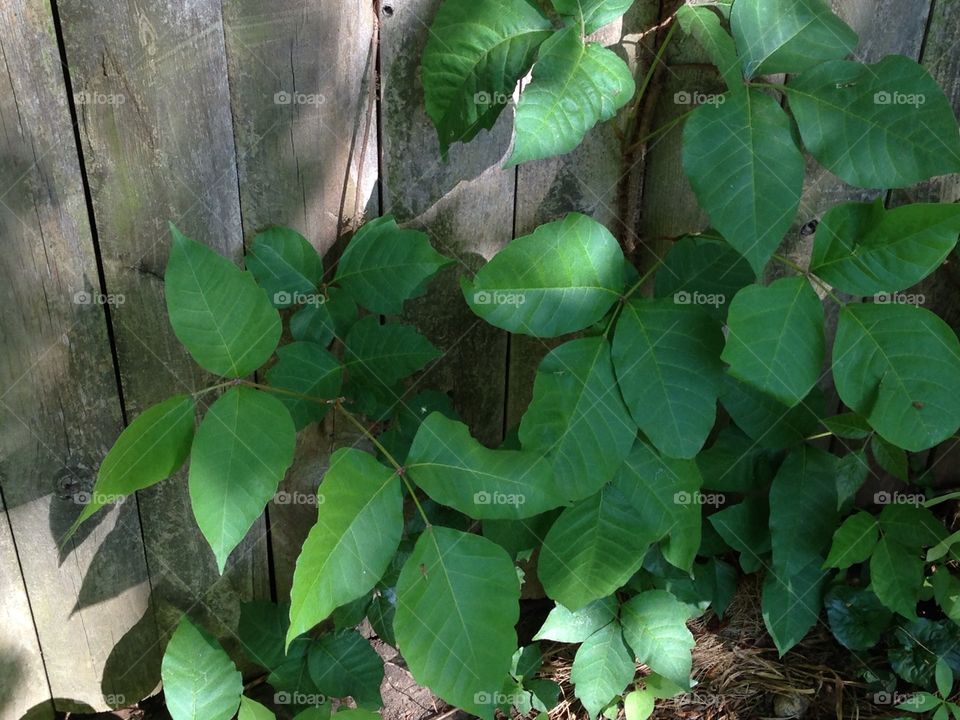 Poison ivy