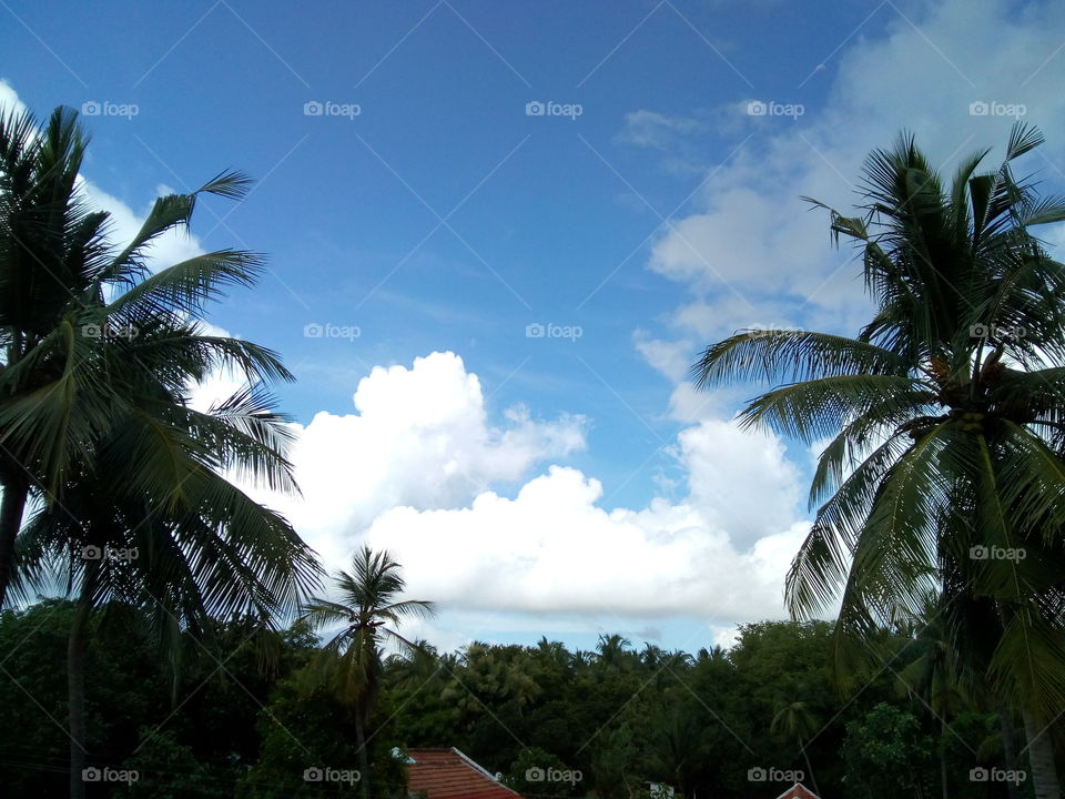 blue sky coconut tree