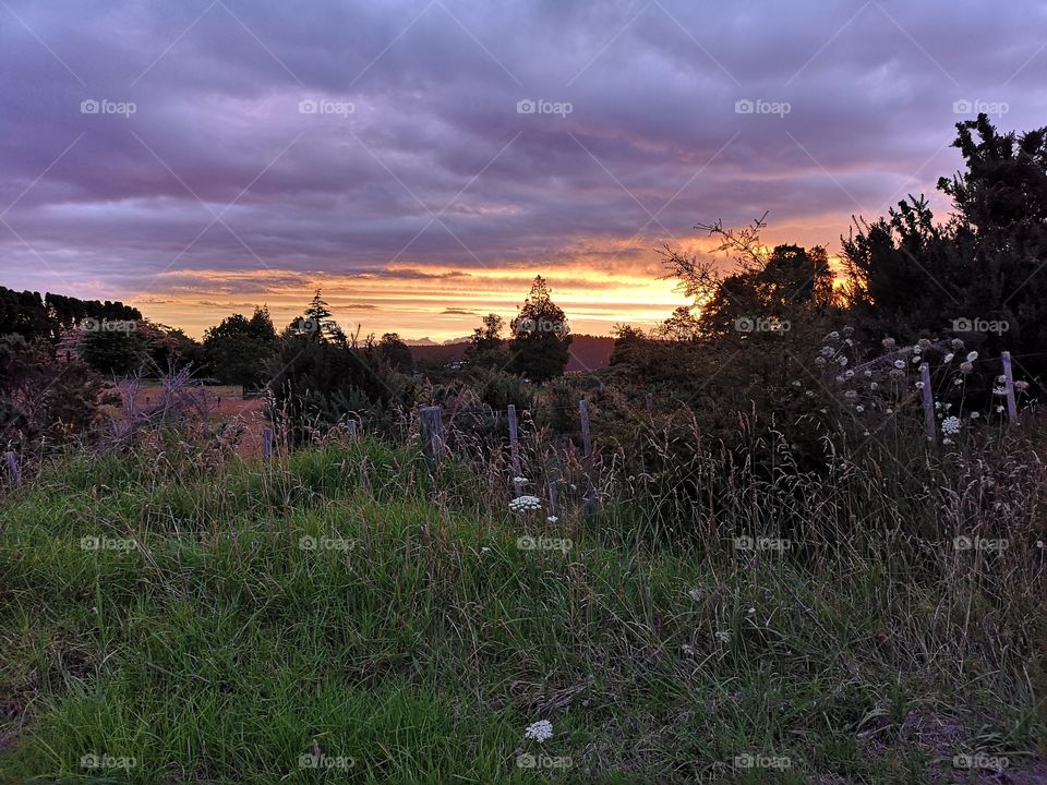 NZ Bush sunset