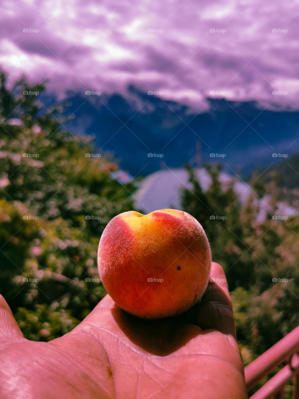 summer's delight of sweet treat