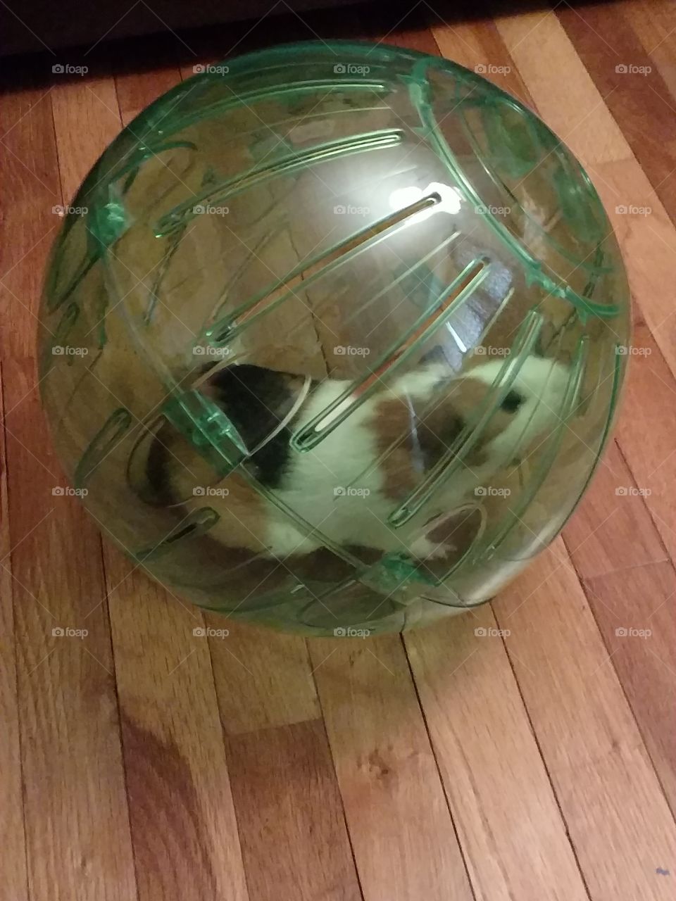 Hamster/guinea pig in green rolling ball exercising
