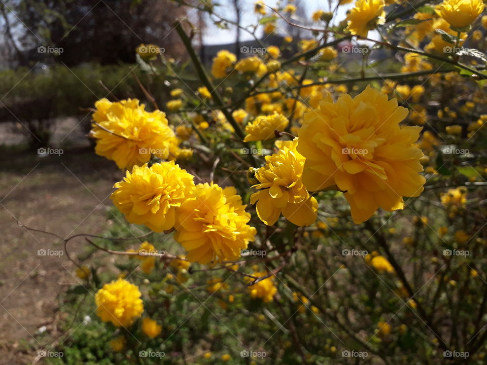 Here are beautiful, yellow flowers that I found in the my grandma's garden! They're so pretty and I like this picture so much! How do YOU like it? :D