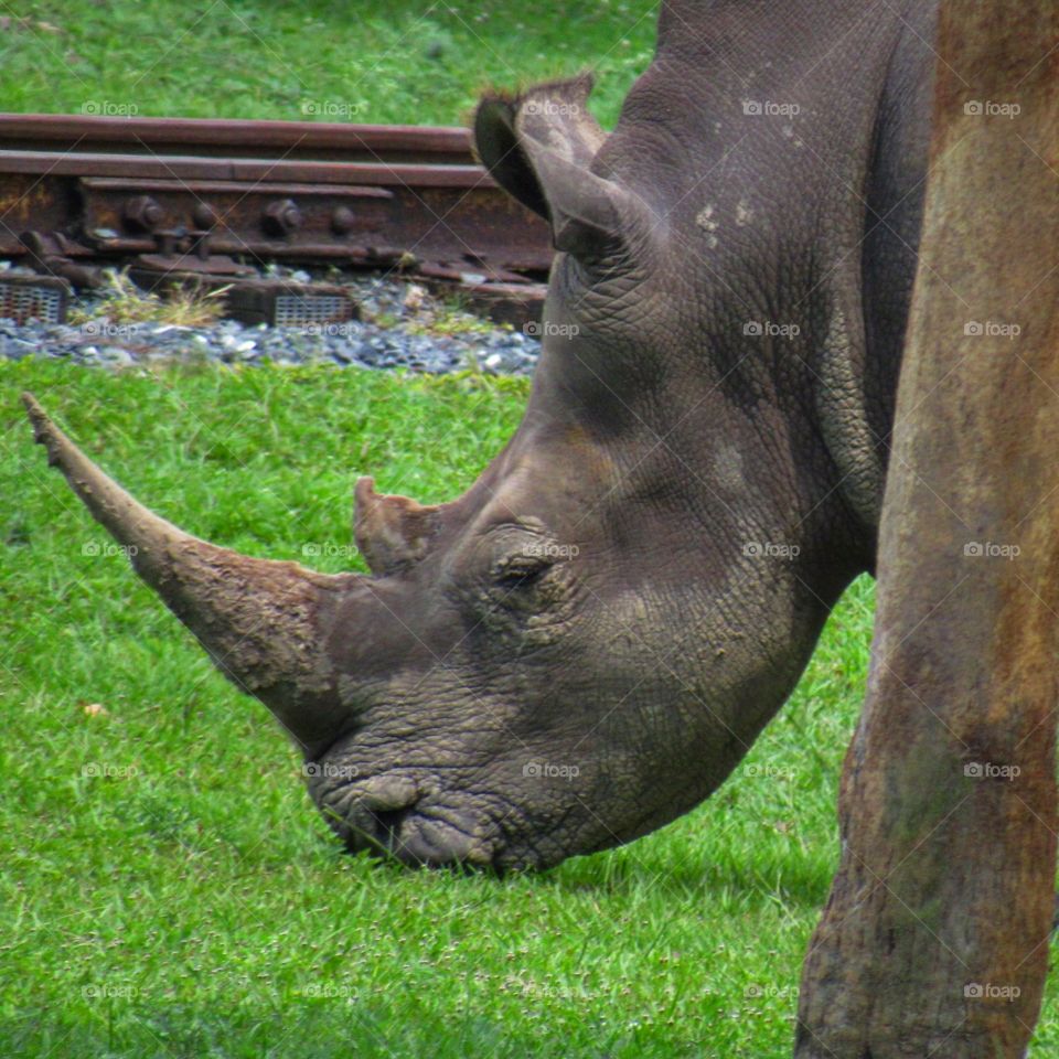 Mammal, Rhinoceros, No Person, Wildlife, Animal