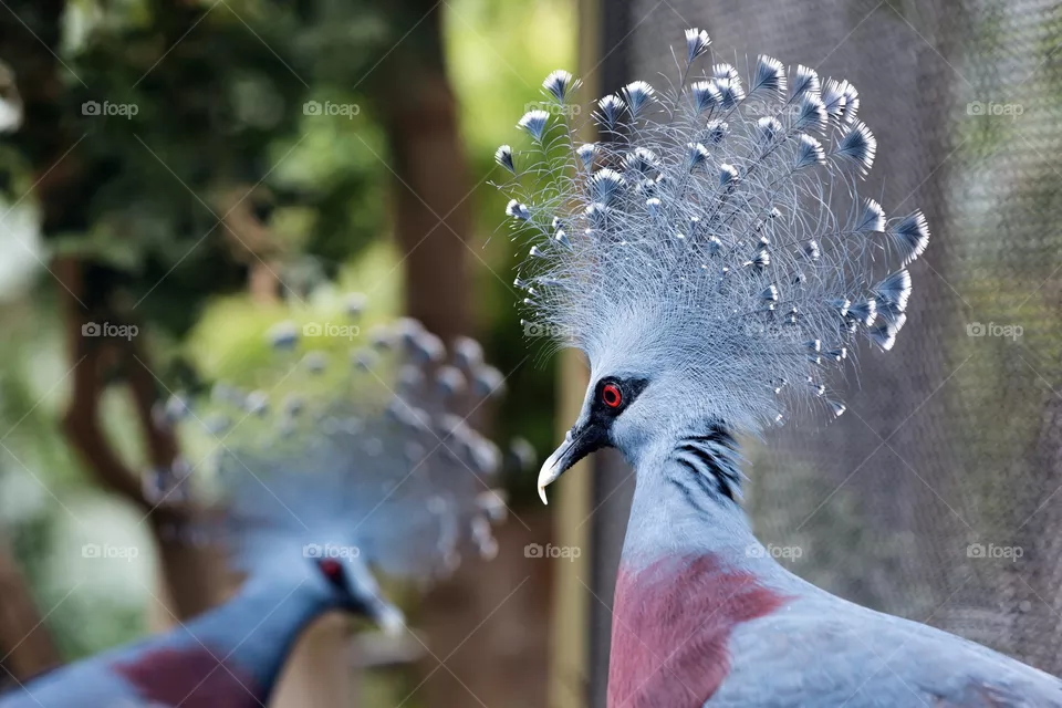 Pigeon showing feathers