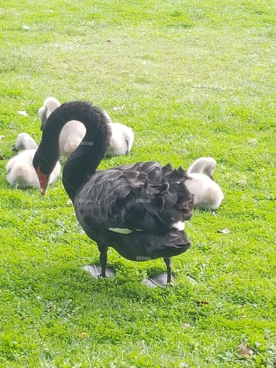 A black swan with some baby swans