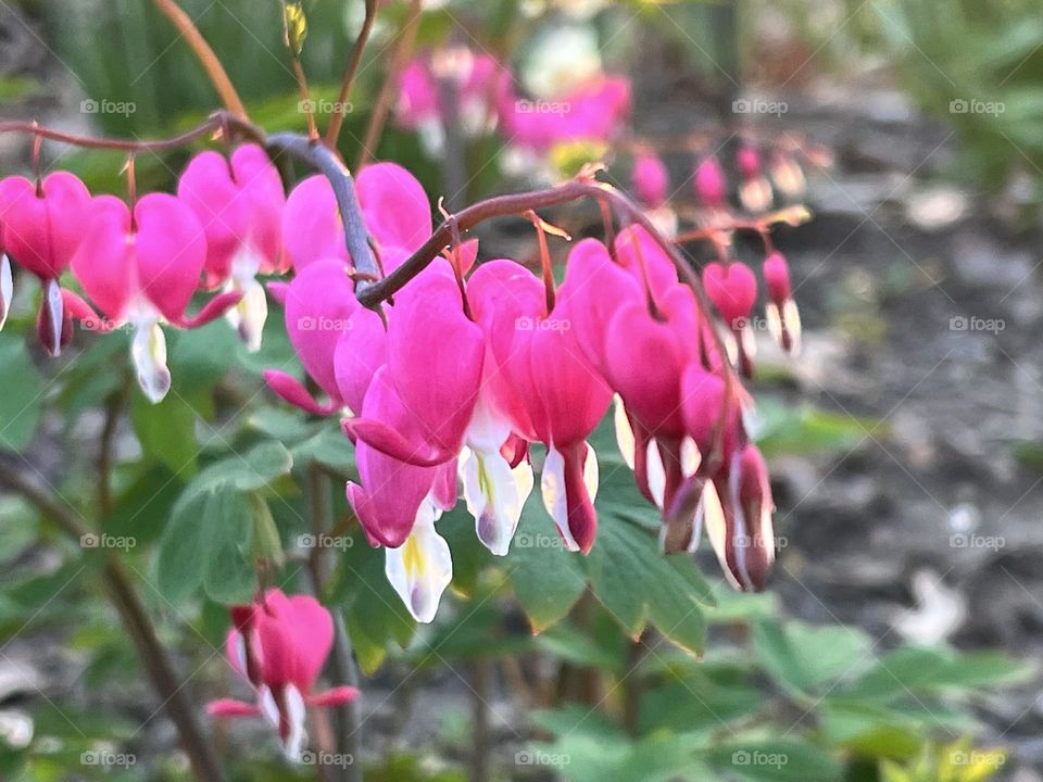 Bleeding Hearts That We’re A Surprise. My niece planted this without me knowing in the fall and now I get the stunning joy of their balletic garden dance. 