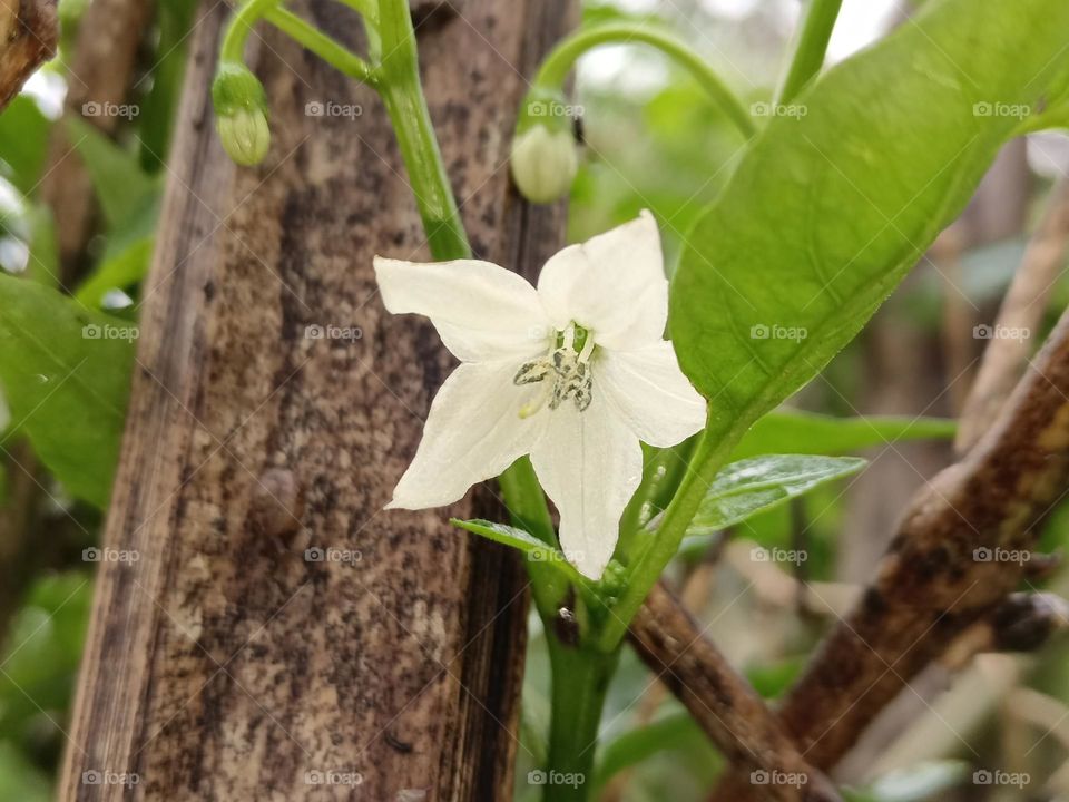 The  chile blossom