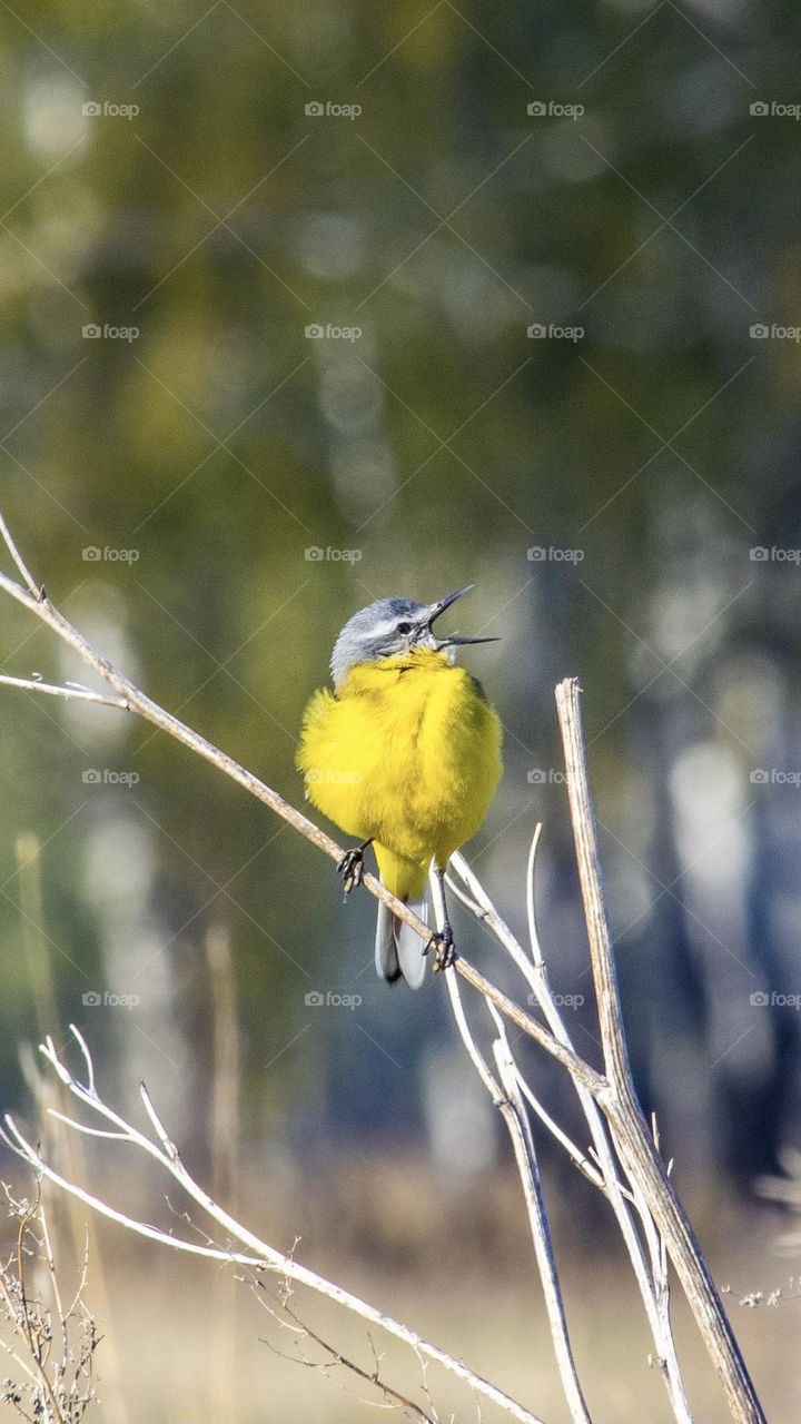 Yellow bird singing in the morning, welcoming spring 