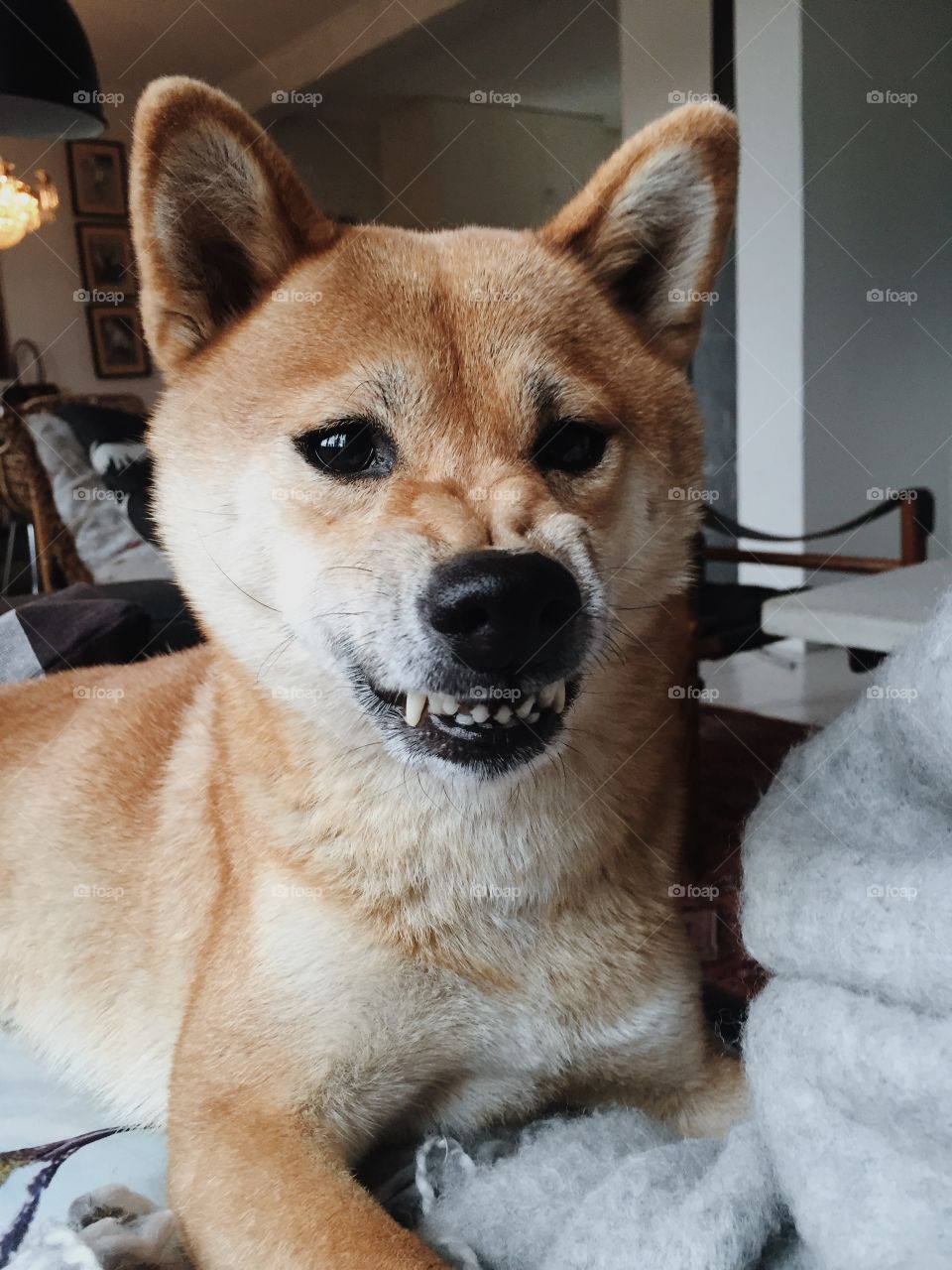 Shibas are known for there particular mood. This is a happy face - believe it or not 😁