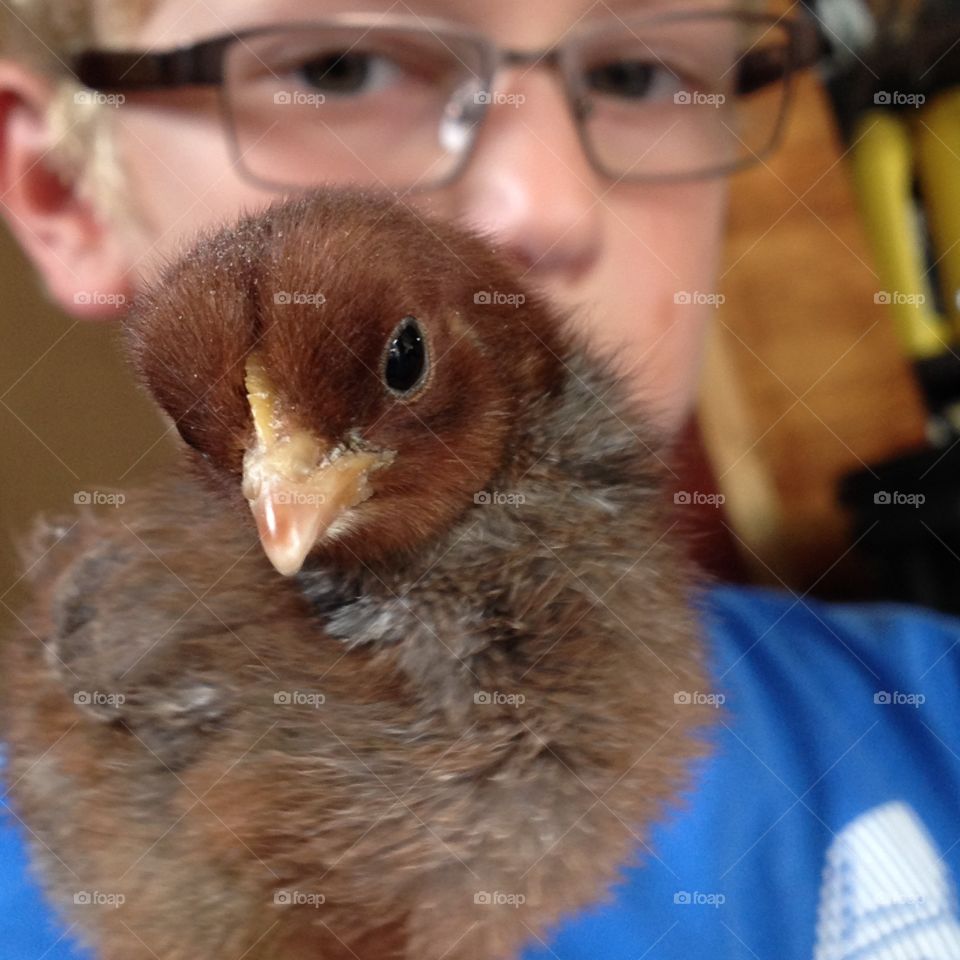 My pet chicken