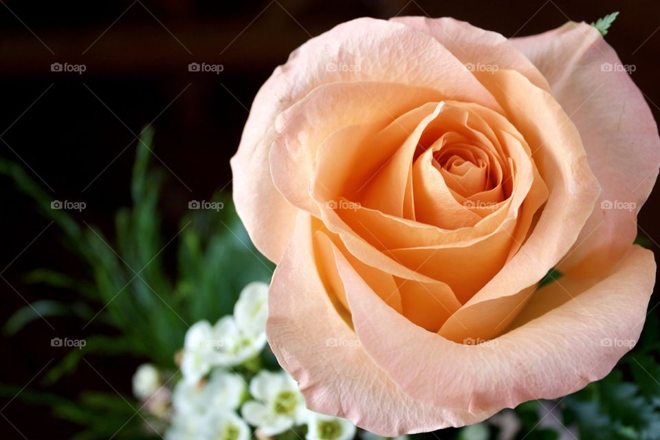 Closeup of a peach-colored rose in natural light against a dark background