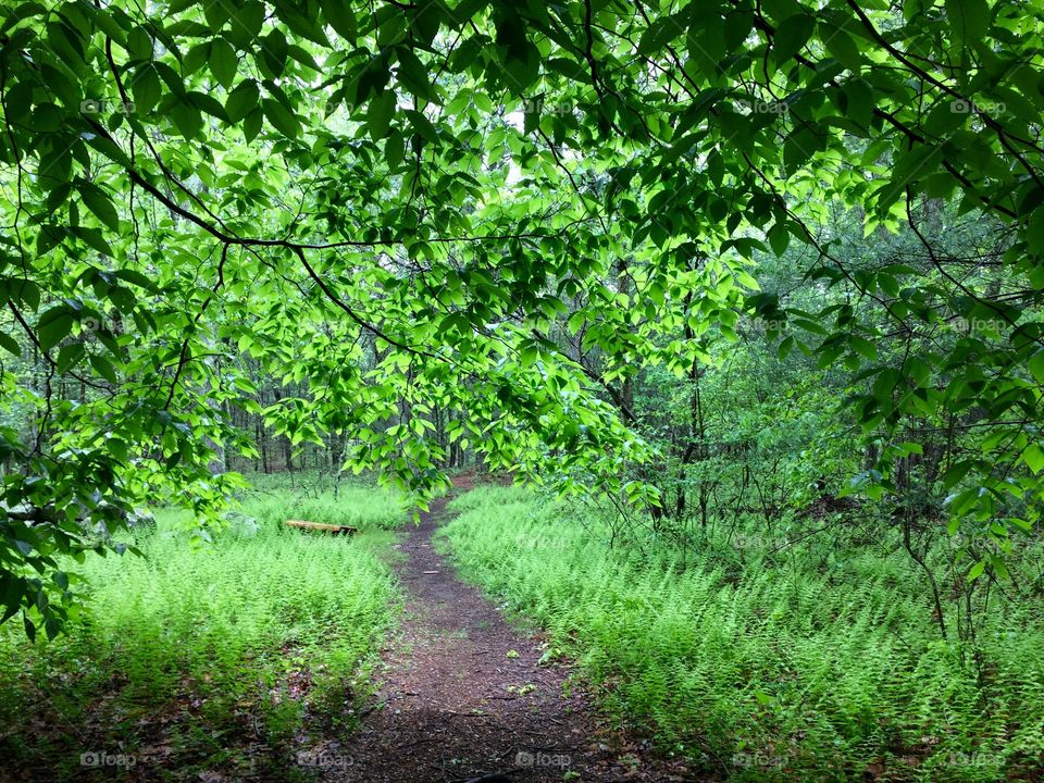 Green Trail 