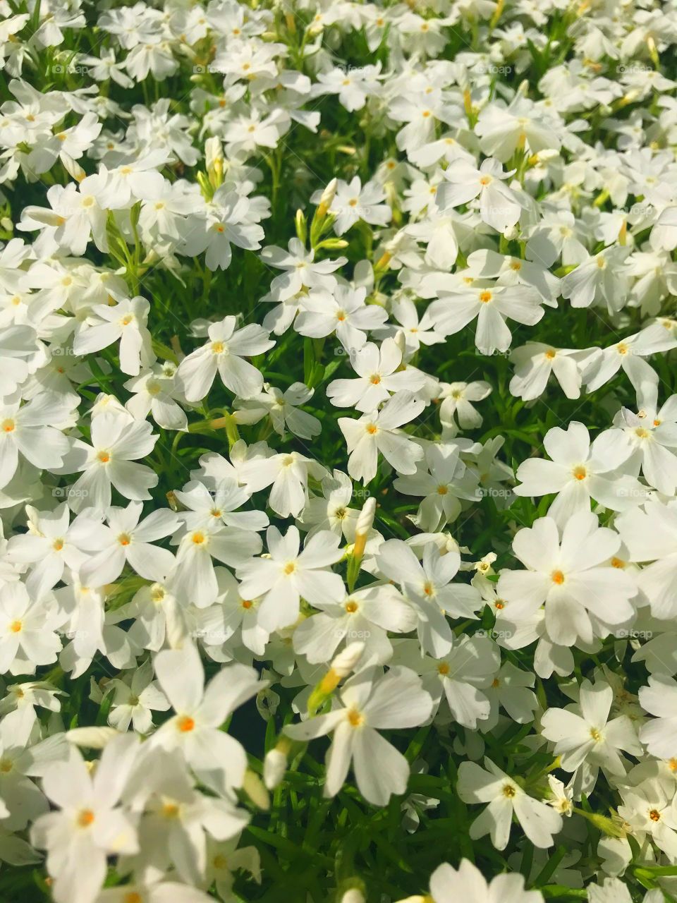 Small white phlox flowers growing and blooming in a bush of a garden on a warm spring day