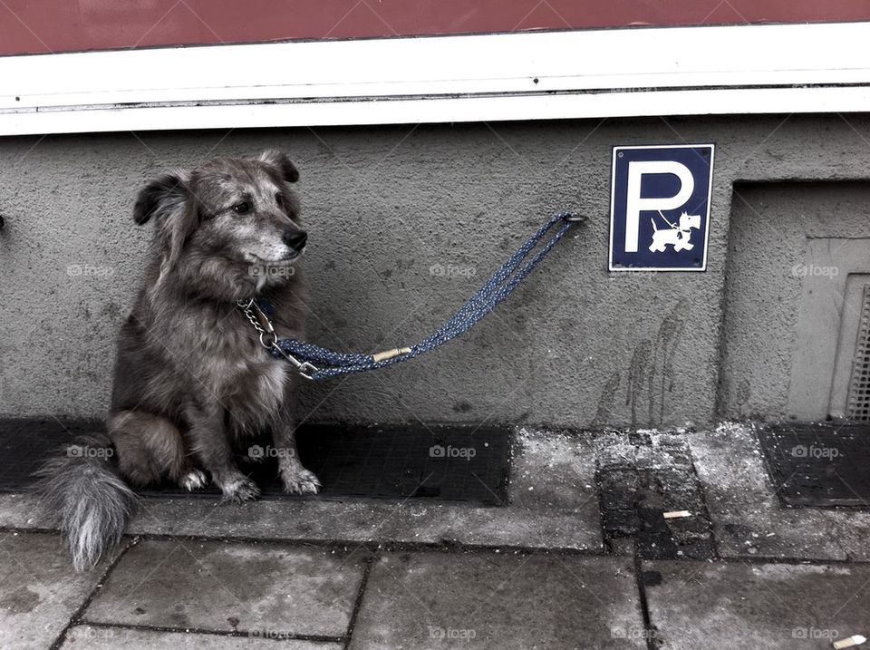 Dog parking