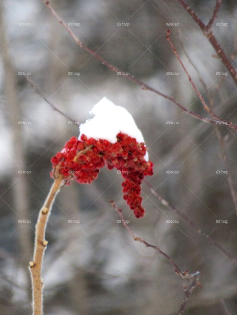 Snow-capped Berries