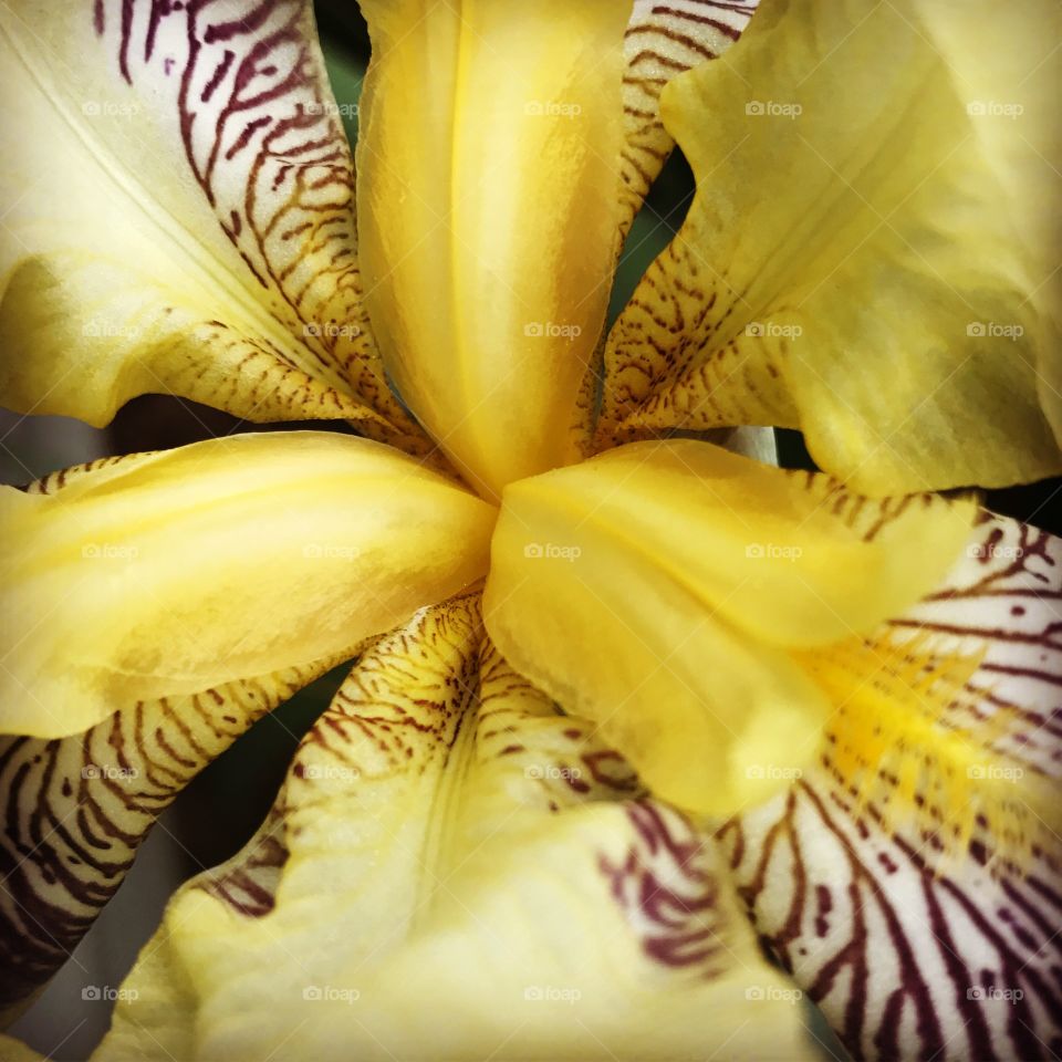 Up close iris 