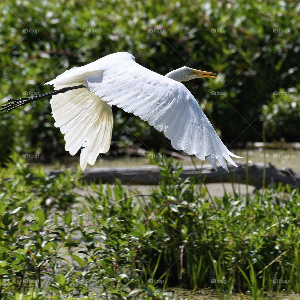 Great Egret in flight 