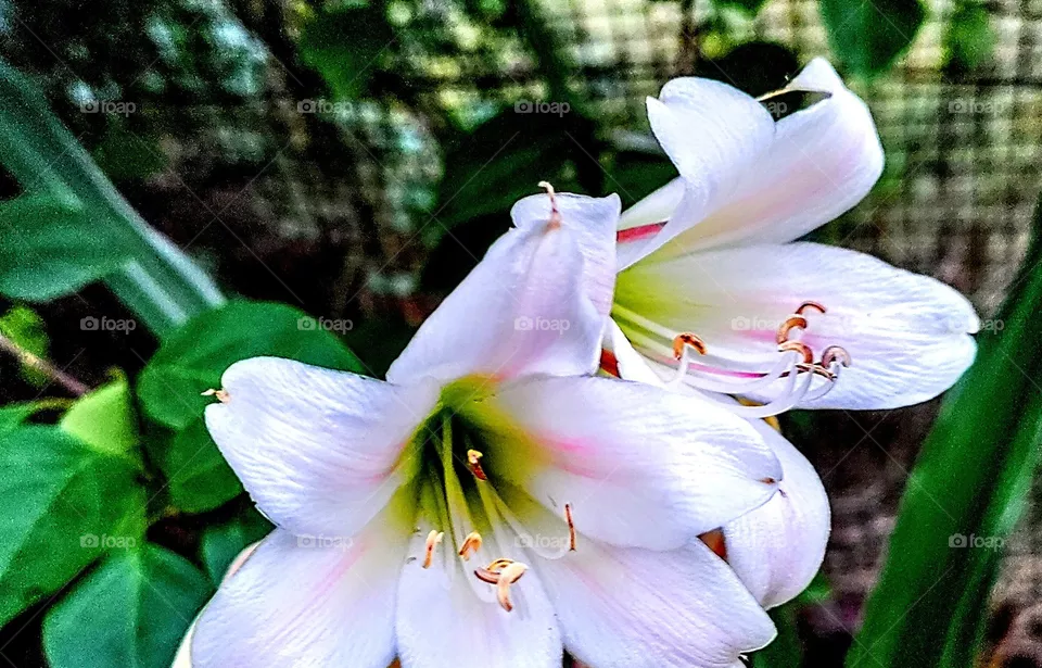 Flower white