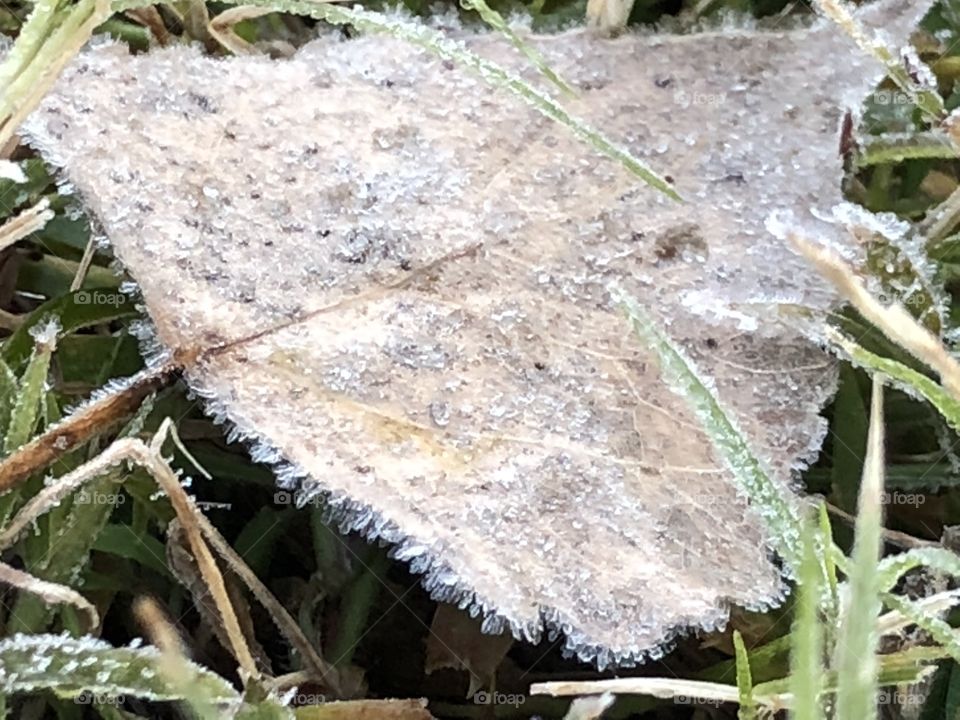 Lovely morning frost on leaf and grass