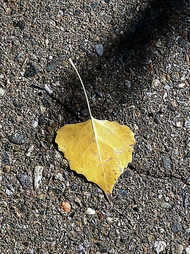 Fall