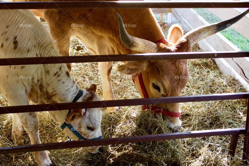 Backlit view of longhorn cattle - a cow and her calf, eating hay in a stall