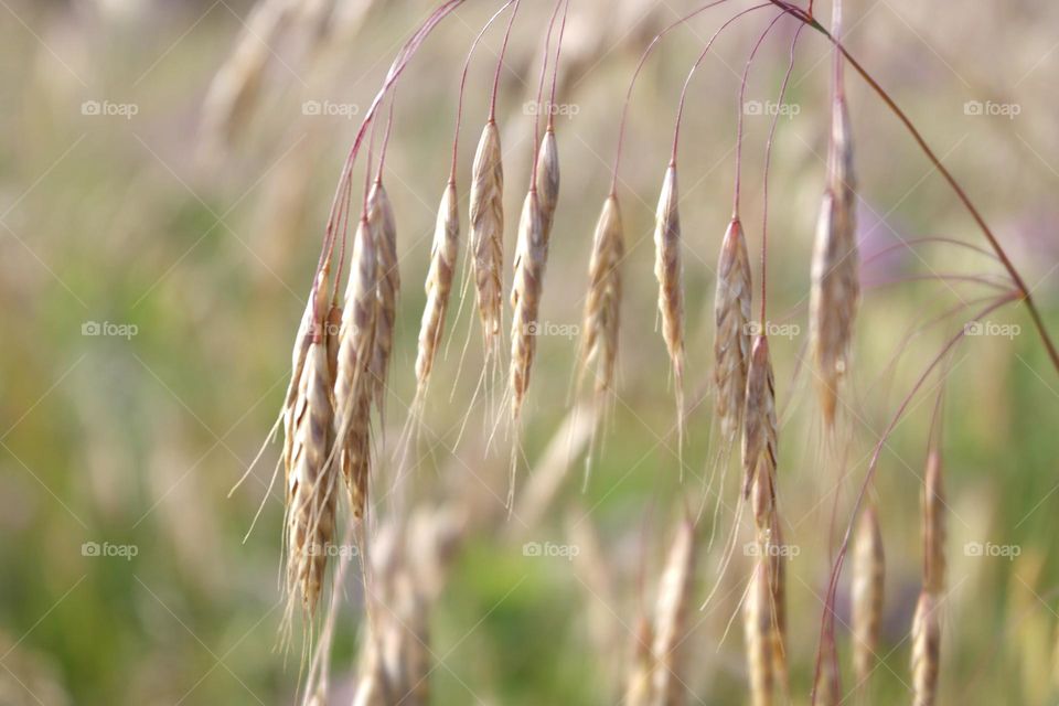 Dry grass flowers 