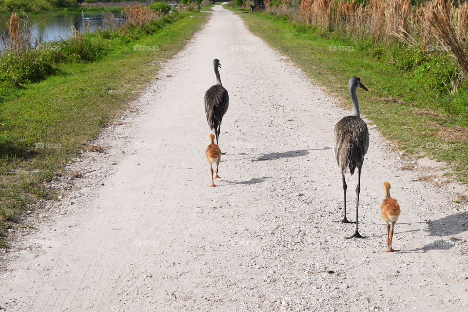 Sandhill Crane Family Spring time stroll
