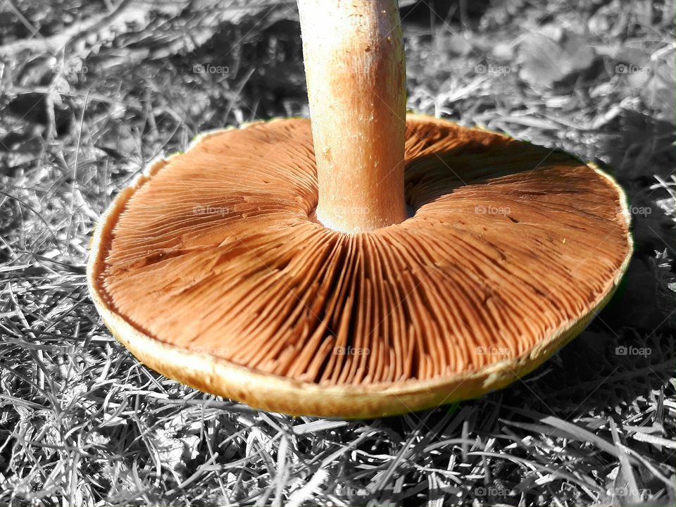 crushed mushroom on the grass