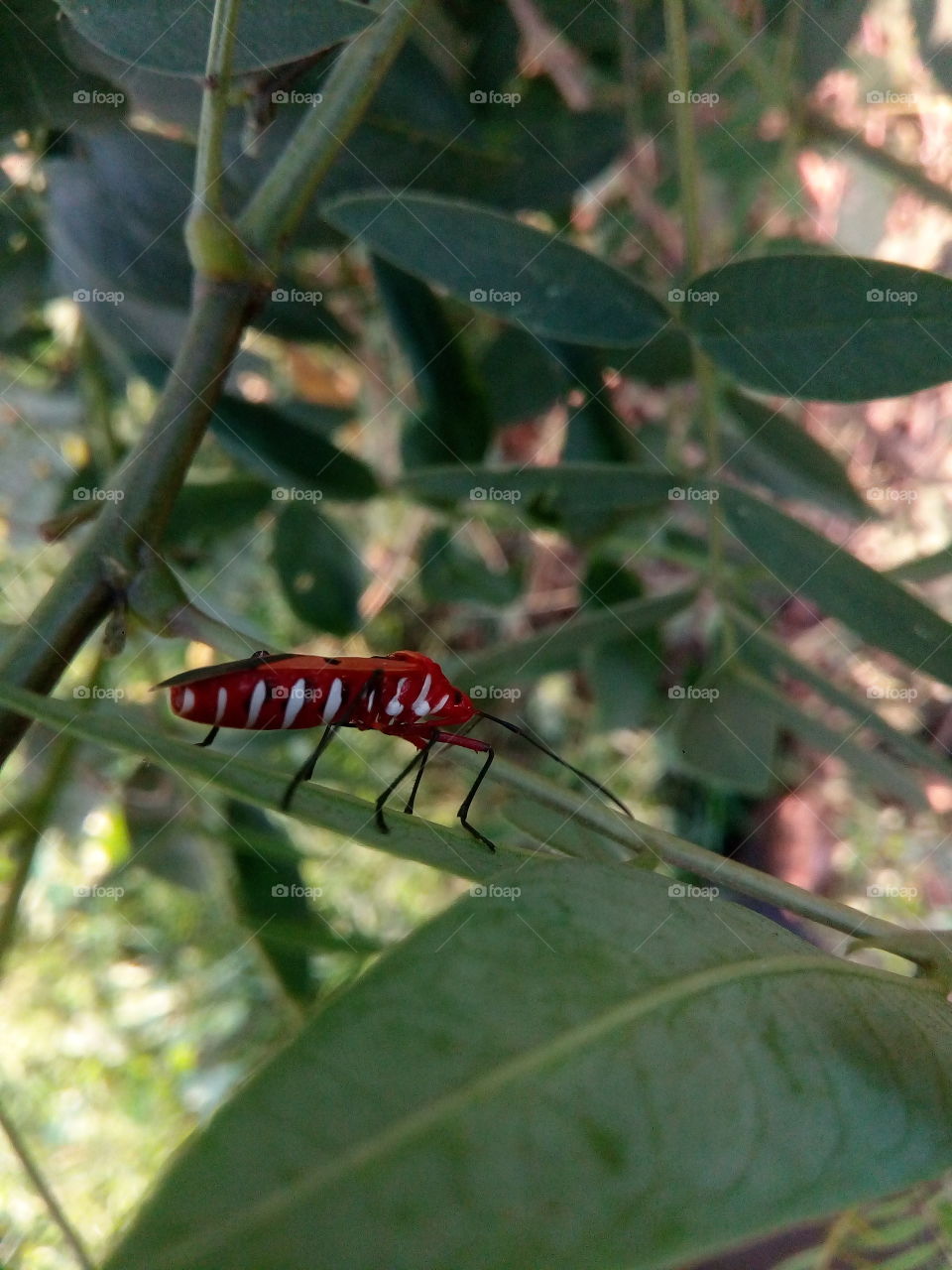 wild insect