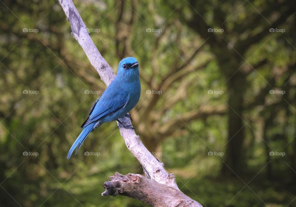 Beautiful and cute bird