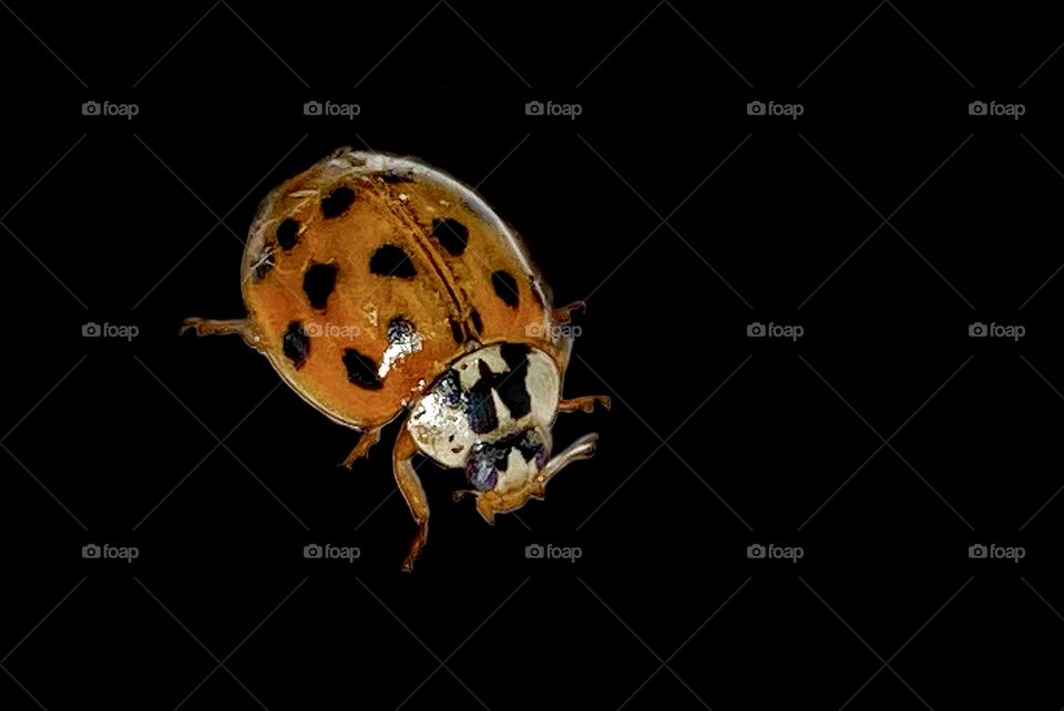 Ladybug Johnson! Or was that Ladybird Johnson? Either it was a Johnson or she had a Johnson or something like that. Not the best quality image