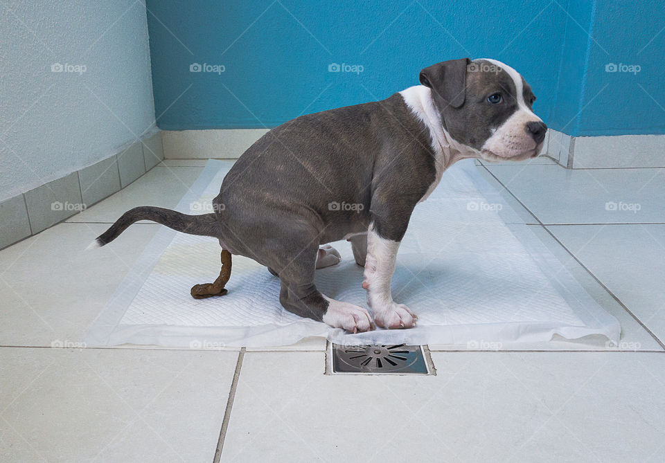 Puppy learning to poop in the correct place  on top of the hygienic mat/pad