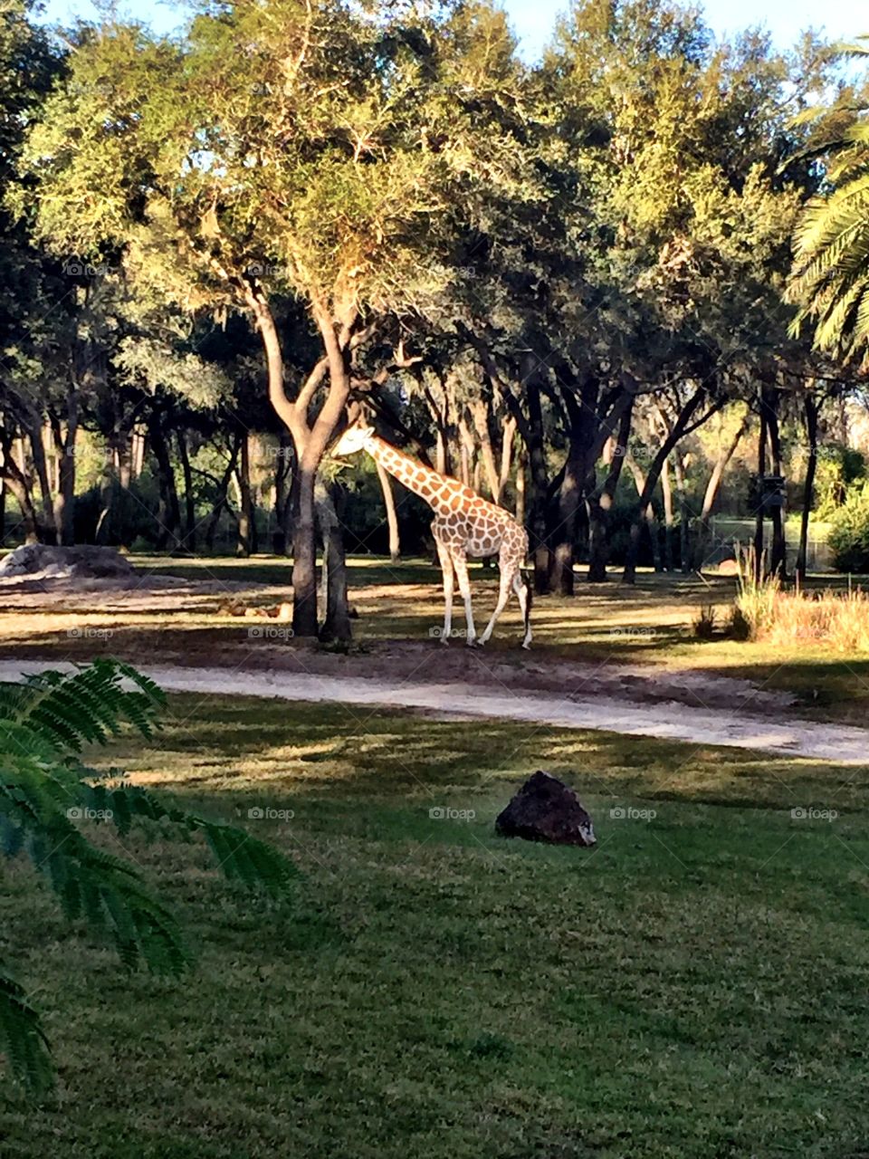 Giraffe feeding